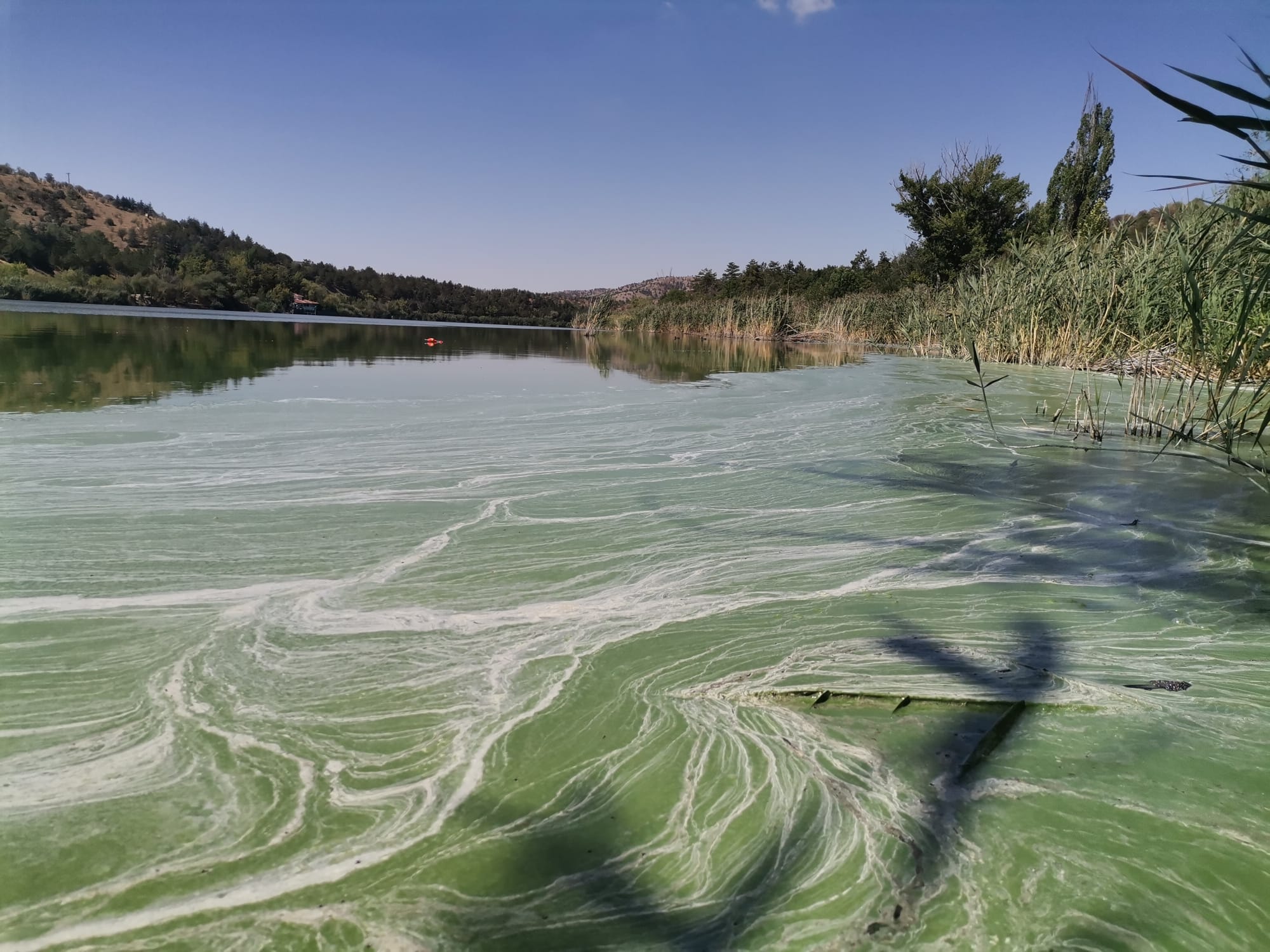 Eymir Gölü de tükeniyor