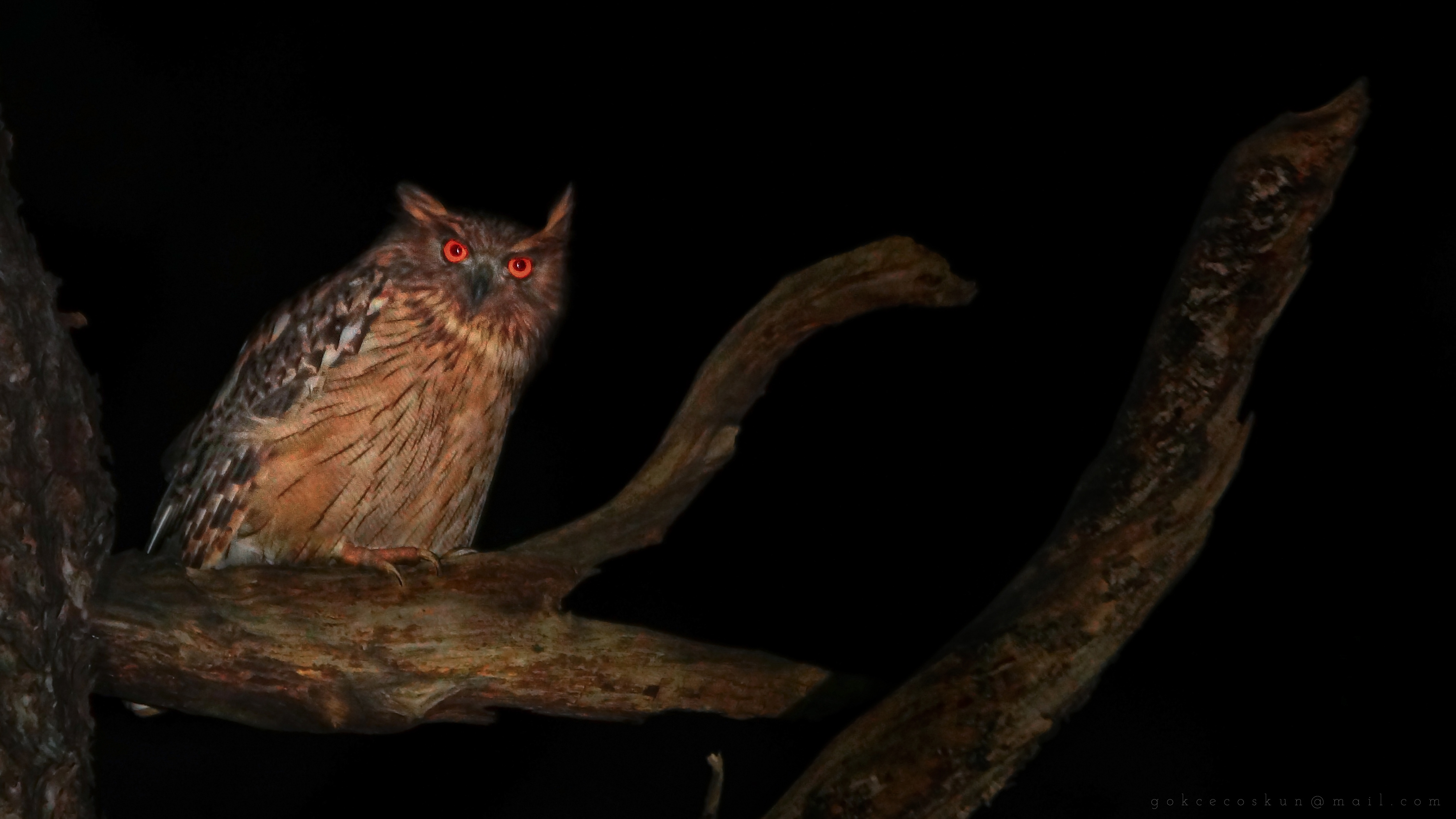 Manavgat yangınında, ender tür 'balık baykuşu'nun üreme alanı yandı