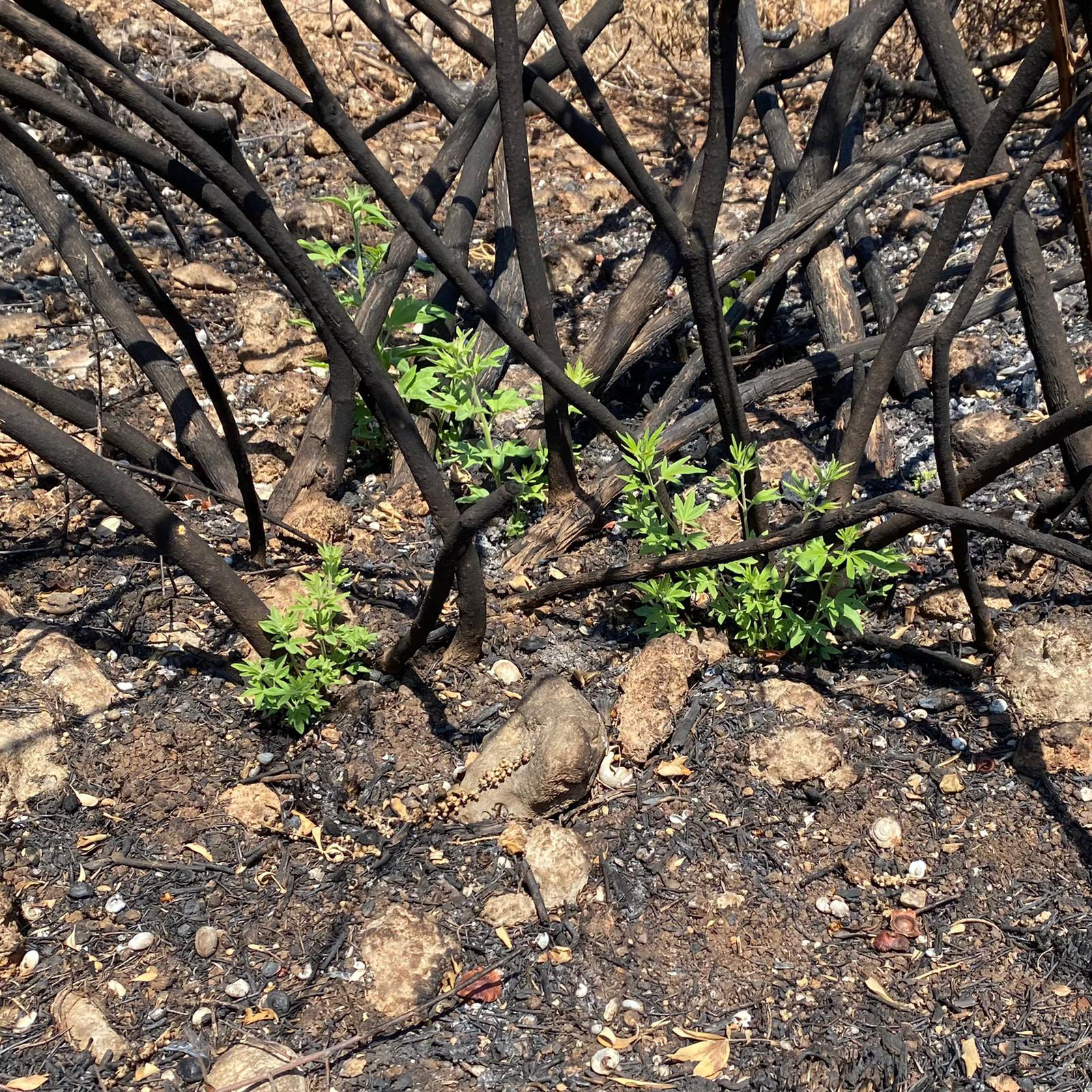 Yanan ormanda ilk hayatlar filizlendi