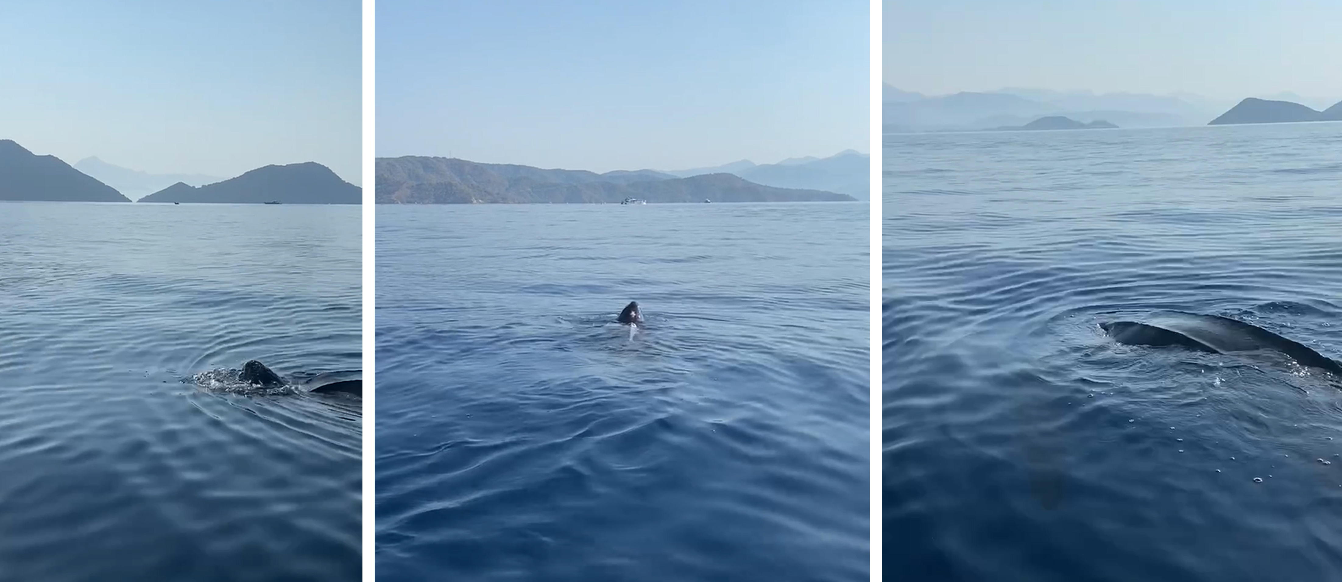 Türkiye kıyılarında ilk defa canlı görüntülendi