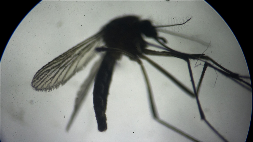 Öldürücü yeni tehlikenin adı: Asya kaplan sivrisineği