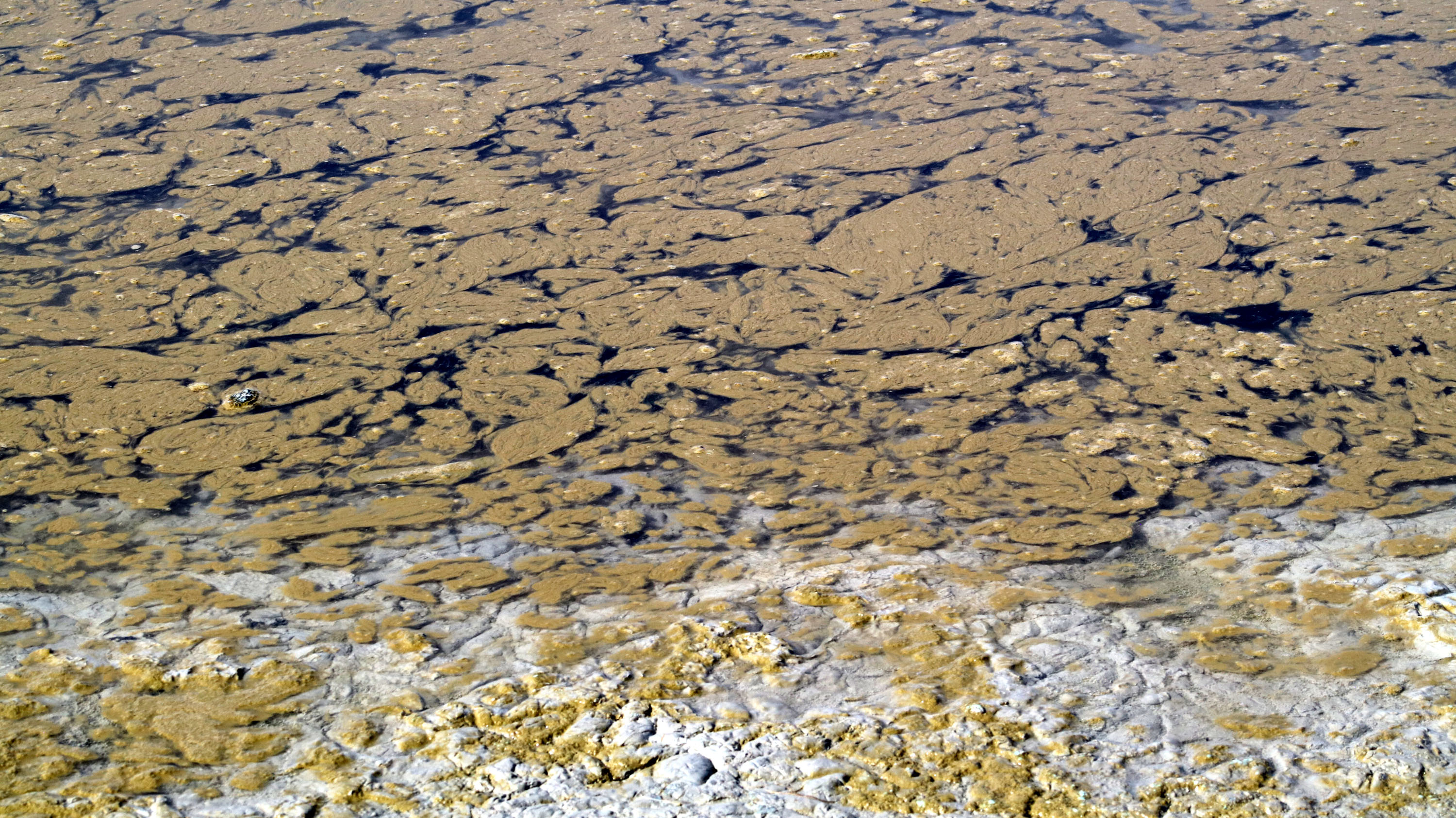 Burdur Gölü'nde alg patlaması: Kuraklık ve kirlilik bu hale getirdi
