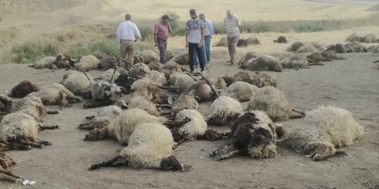 Sulama kanalına koyun sürüsü düştü: 170'i boğularak can verdi, sadece 5'i kurtarıldı