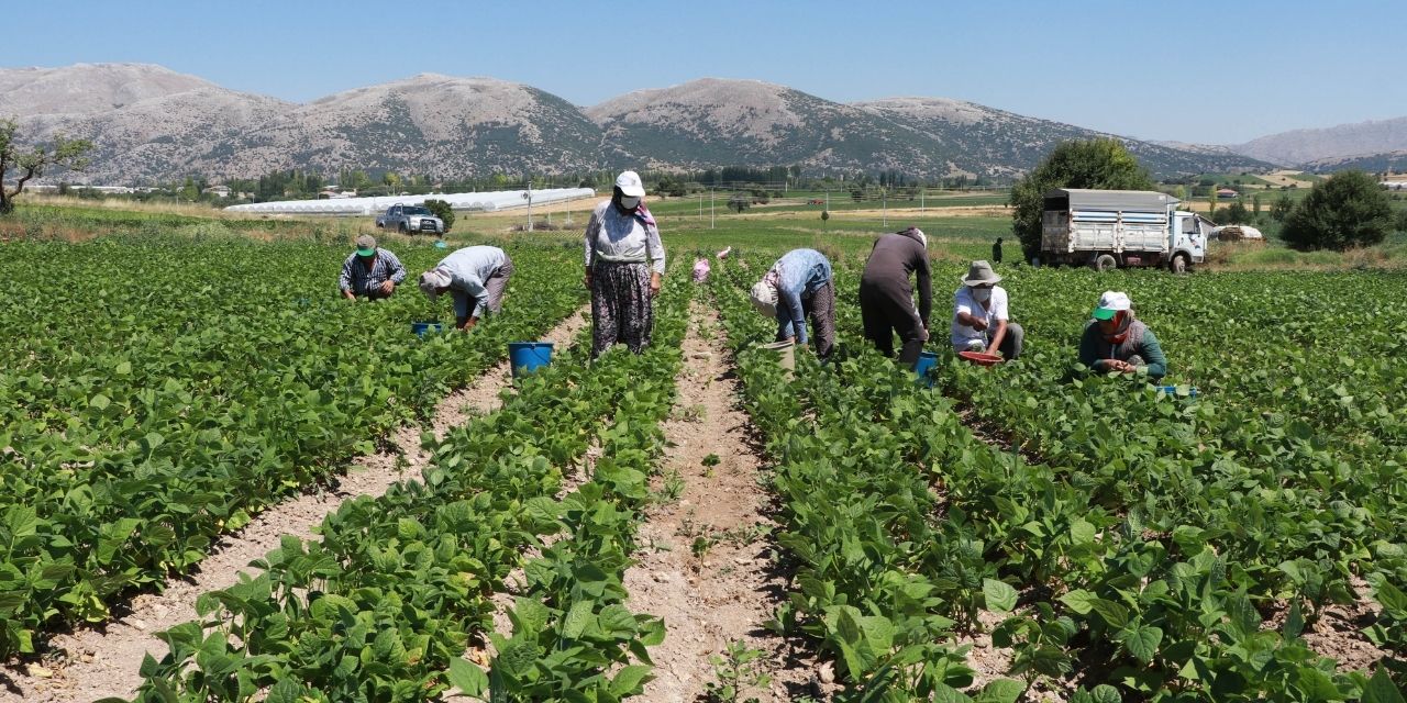 Burdur'da kuraklık fasulye üretimini vurdu