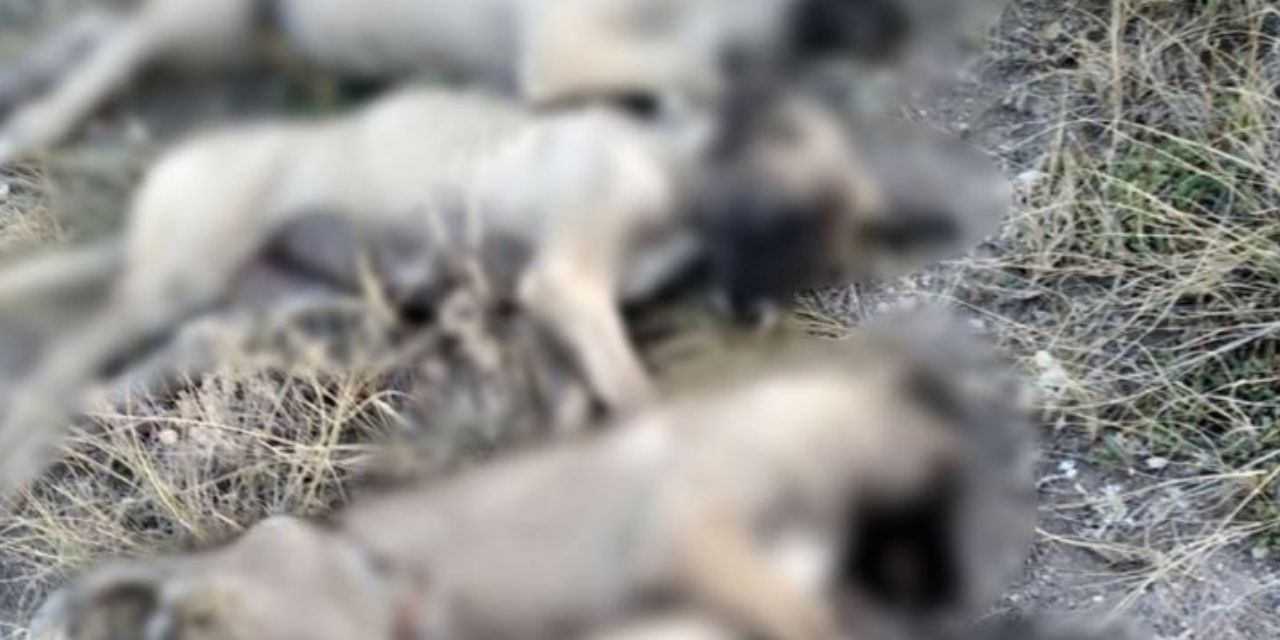 Ankara'da dizili köpek katliamı
