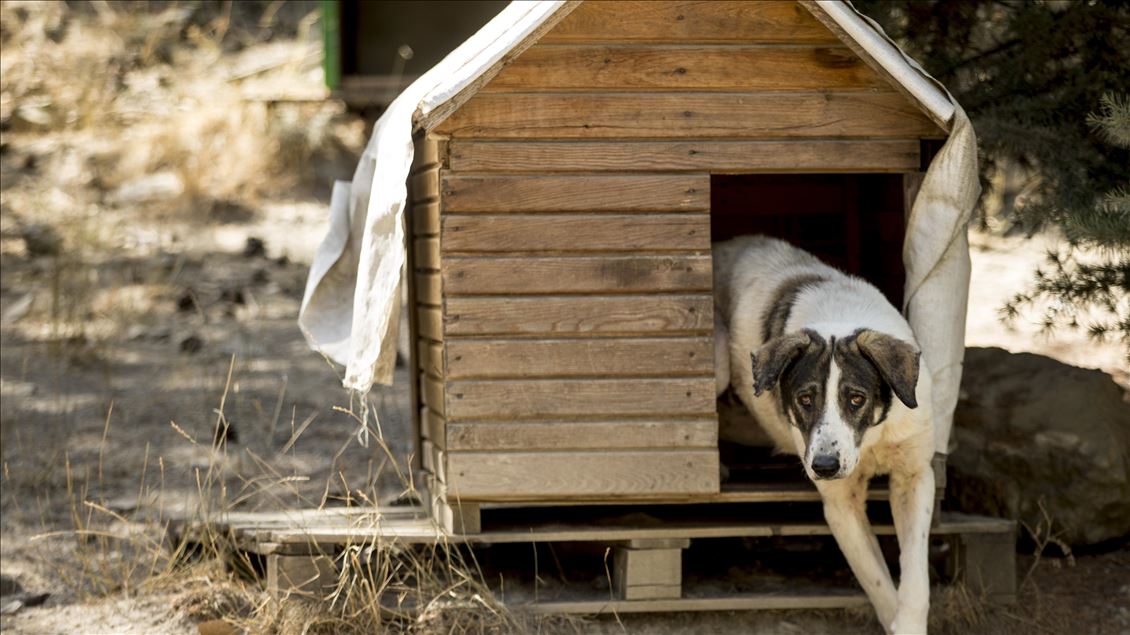 Kabil'den 200 kedi ve köpeğini nasıl kurtardı