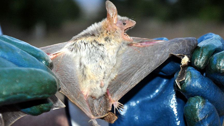 Yarasa kaynaklı bir virüs daha! Nipah virüsü, Covid-19'dan 75 kat daha ölümcül