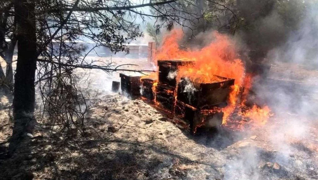 Yangın bölgesindeki arıcılar için çağrı: Borçlar silinsin