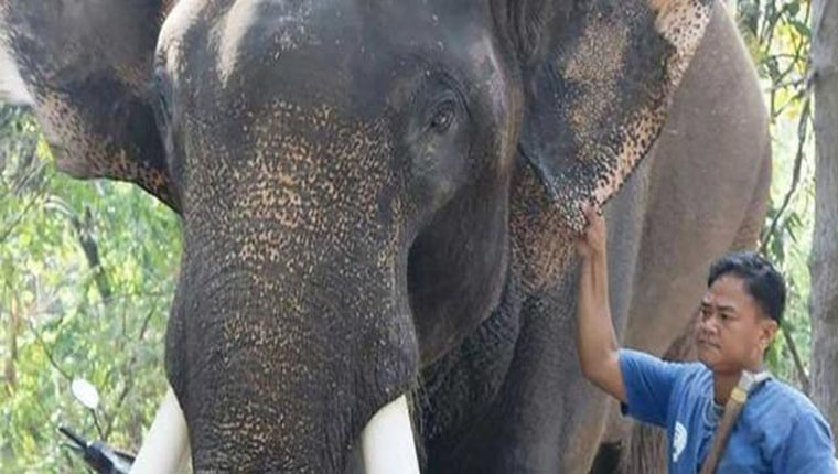 Zorla film ve reklamlarda oynatılan fil sahibini öldürdü