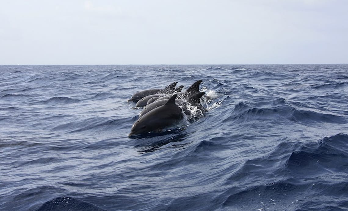 Festivalde katliam: 1428 balina ve yunus öldürüldü