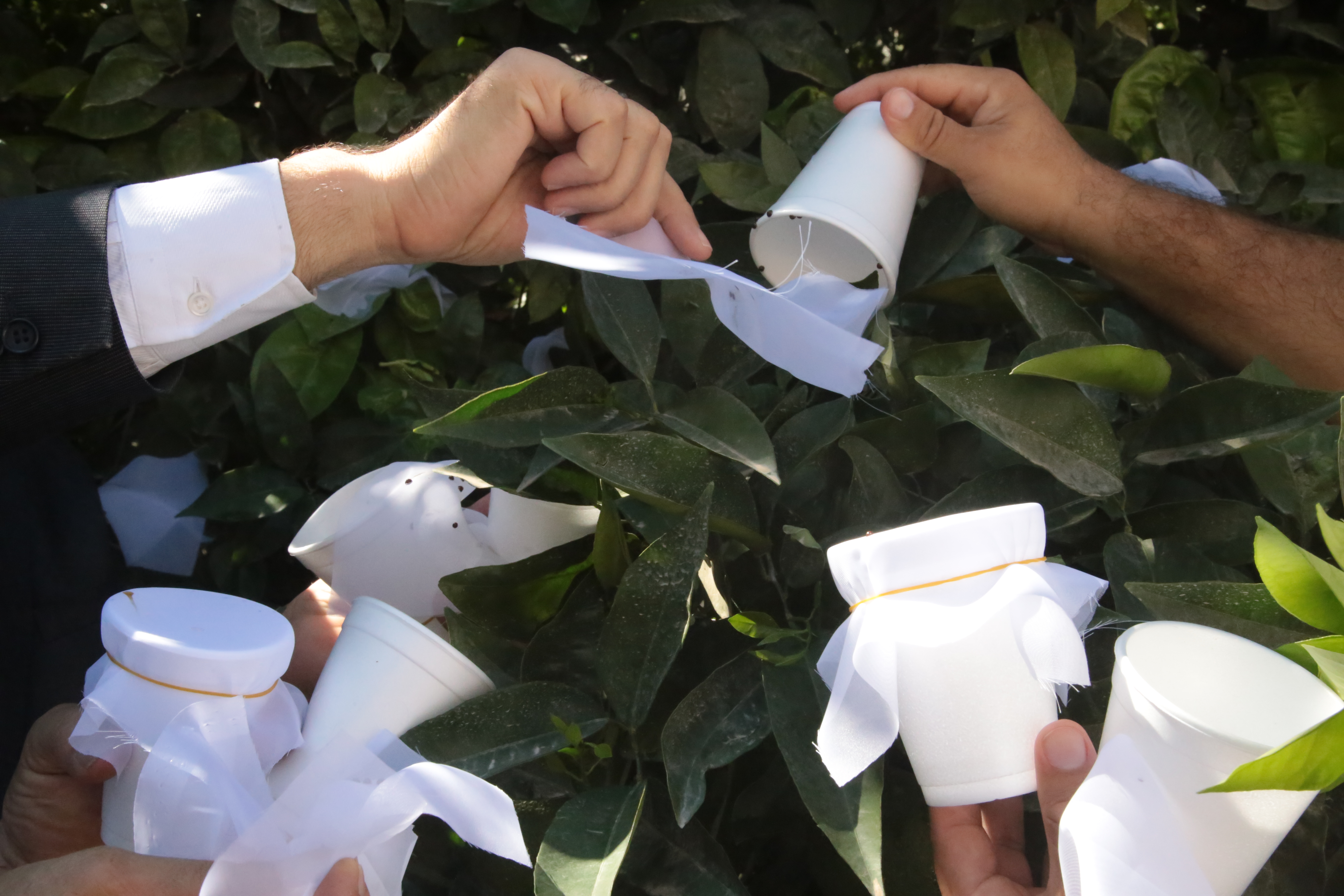 Adana'da böcek savaşları... 30 bin böcek salındı...