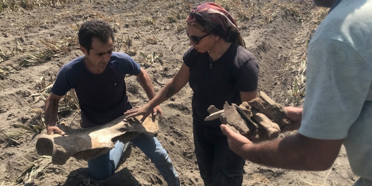 Anadolu, Afrika çayırları gibi: Mısır tarlasından 'antik fil' fosili çıktı