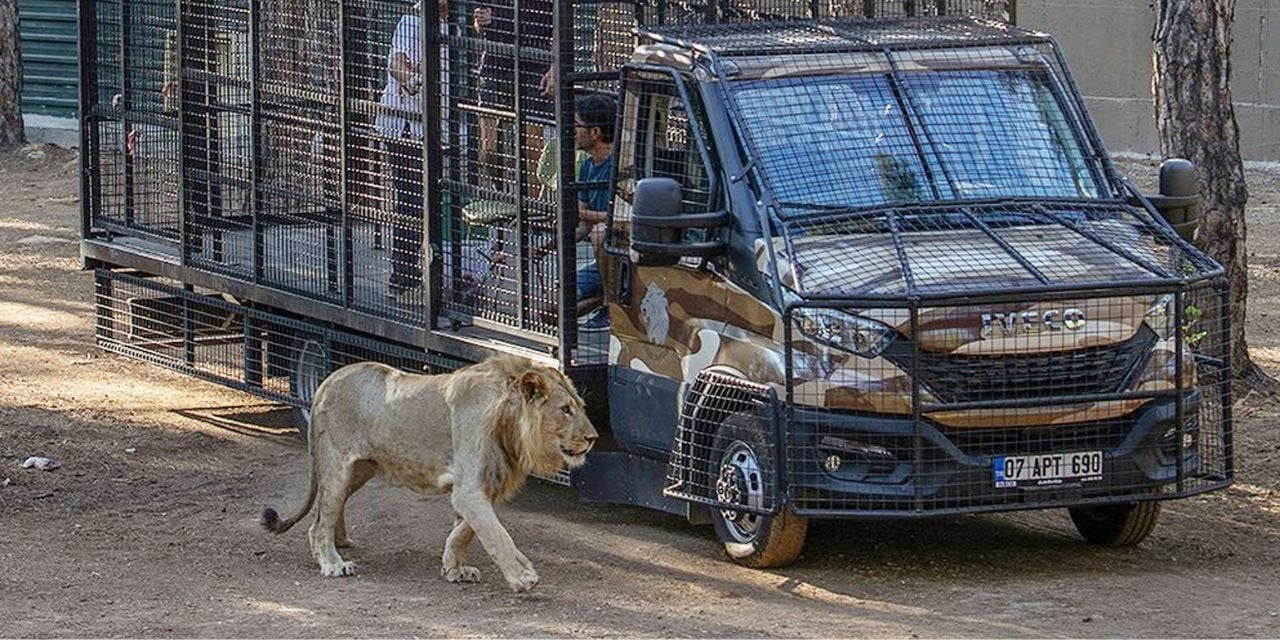 Telli kamyonetle aslan safarisine tepki: Bedelini yine hayvanlar ödeyecek