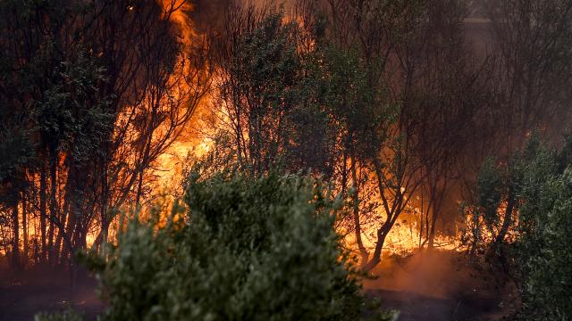 Yanan ağaçlar resmen satışta