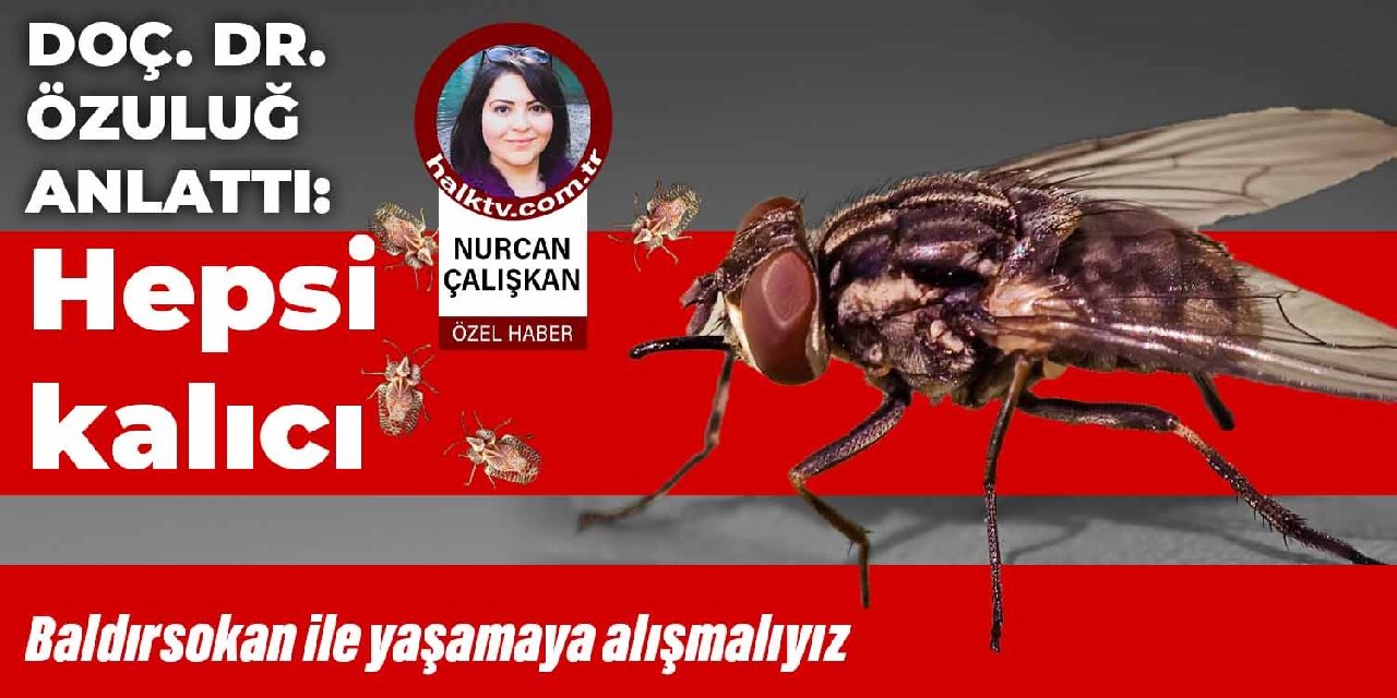 Baldırsokan ile yaşamaya alışmalıyız... Doç. Dr. Oya Özuluğ: Türkiye'de görülen her böcek türü kalıcı