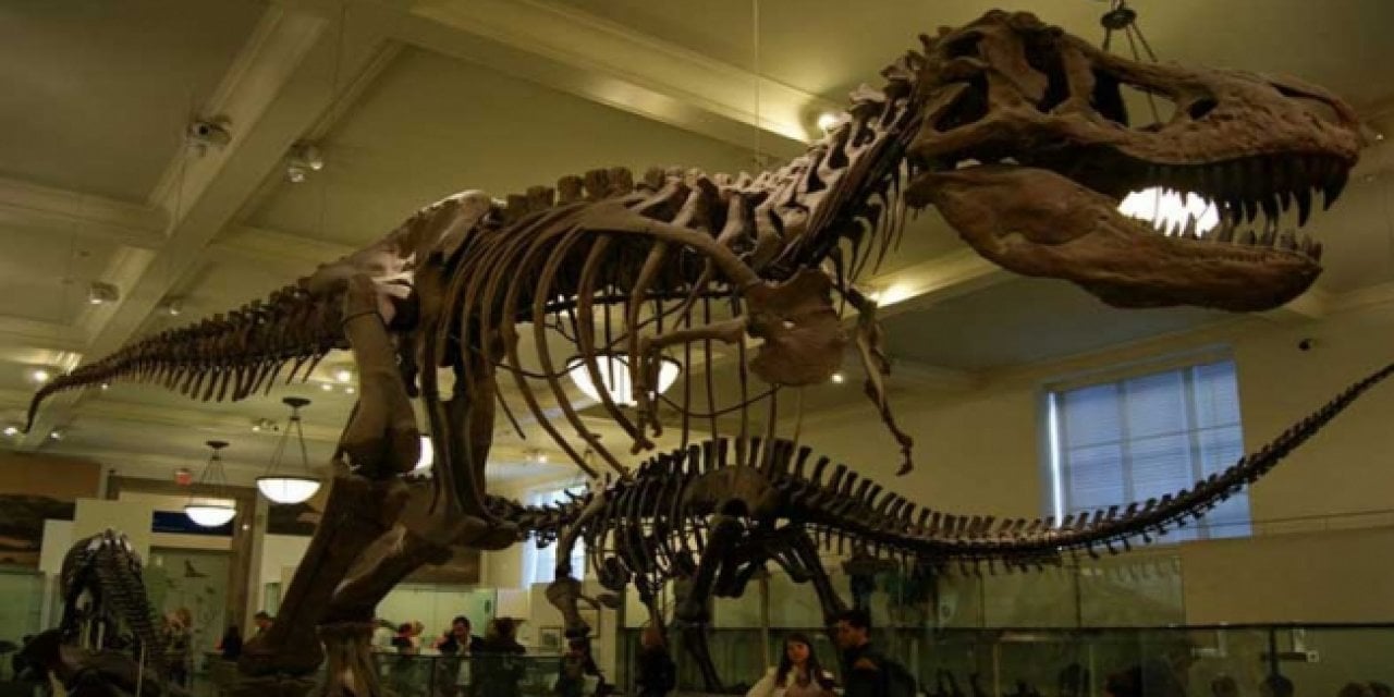 T-Rex'ler koşarken kuyruklarını sallıyormuş