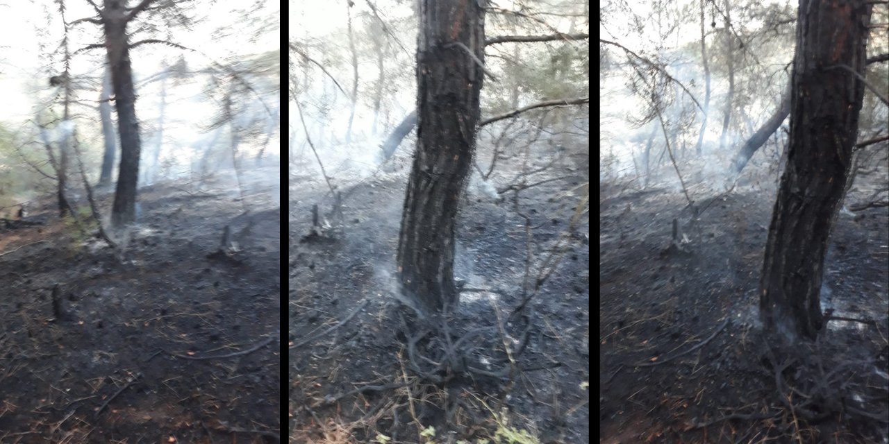 Tekirdağ'da orman yangını