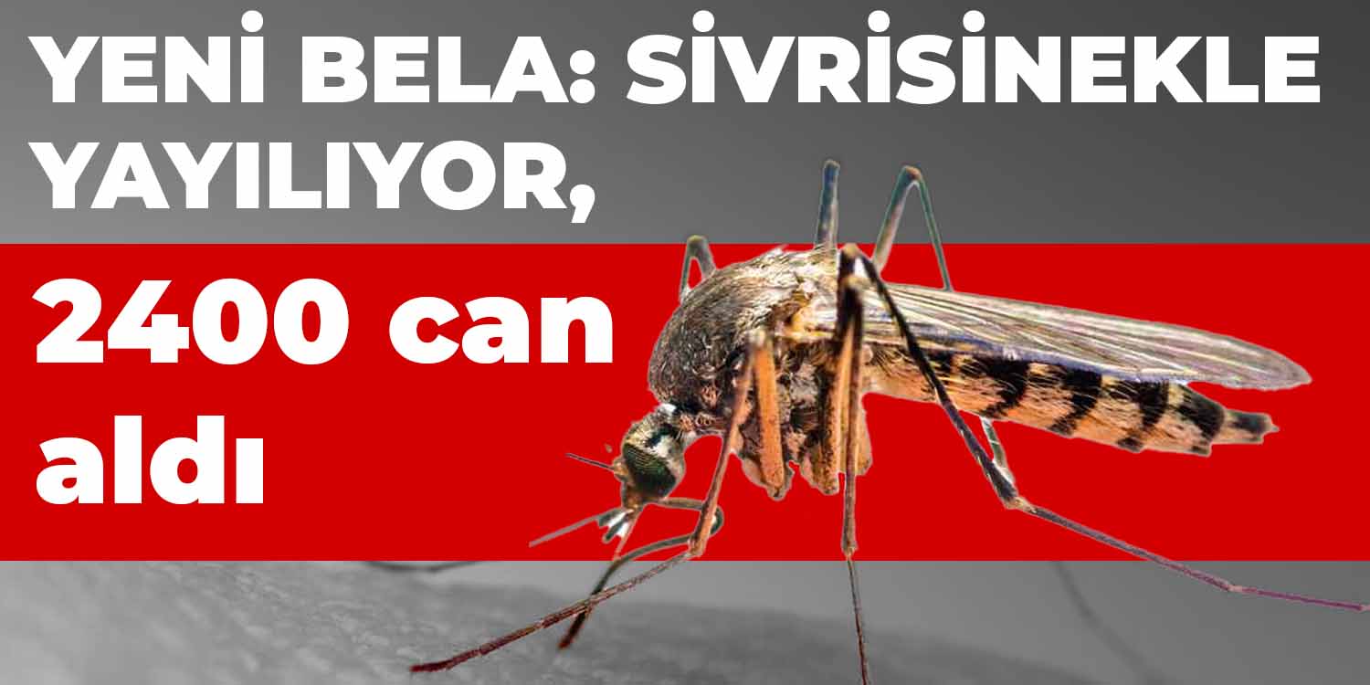 Yeni bela: Sivrisinekle yayılıyor, 2400 can aldı