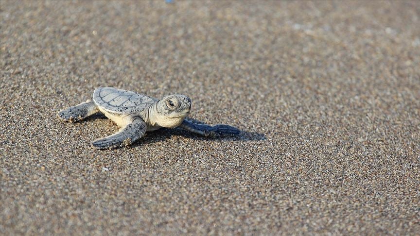 Deniz kaplumbağalarını korumak için 5 sahile 'ahşap bariyer'