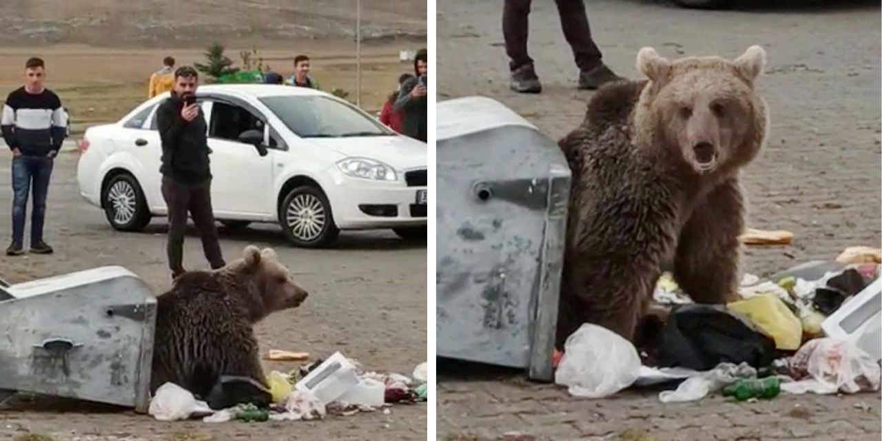 Sarıkamış'ta ayılar şehre yerleşti