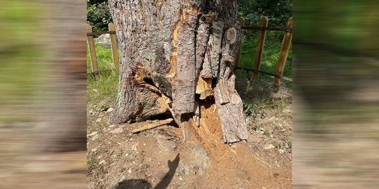 417 yıllık ağaçları koruyamadılar çivilediler