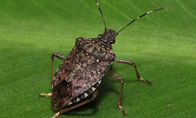 Birleşik Krallık'ta kokarca böceği tehdidi: Evleri istila edebilir