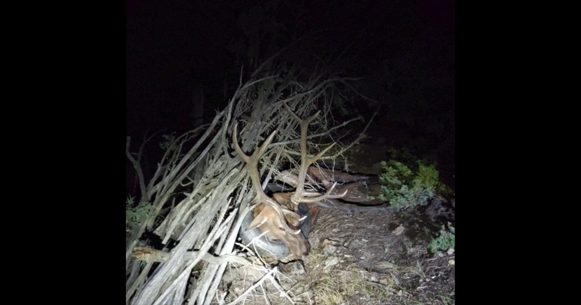 2 yıldır boynunda lastikle dolanan geyik kurtarıldı