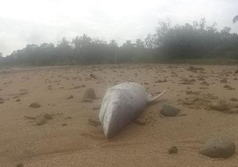 Bu kez kıyıya vuranlar balinalar olmadı!