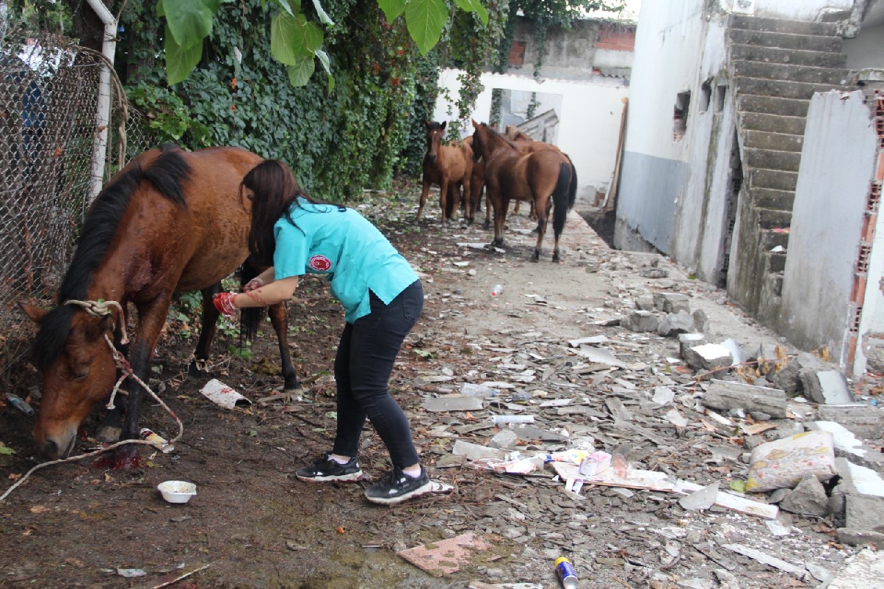 Manisa'da şehre inen yaralı yılkı atları, tedavi altına alındı