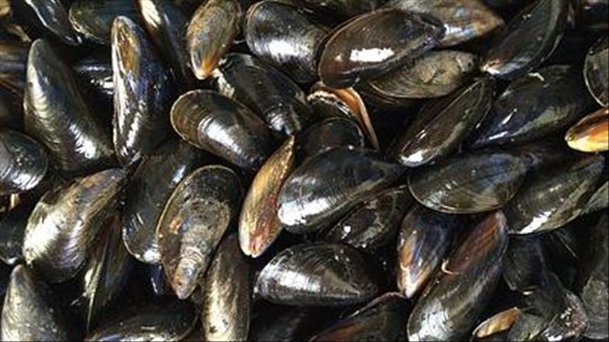 'Müsilaj sebebiyle midyelerin yüzde 30'a yakını öldü'