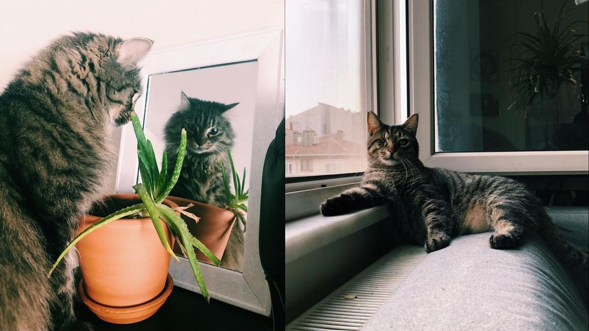 'Kedilerin velayeti' davasında emsal karar