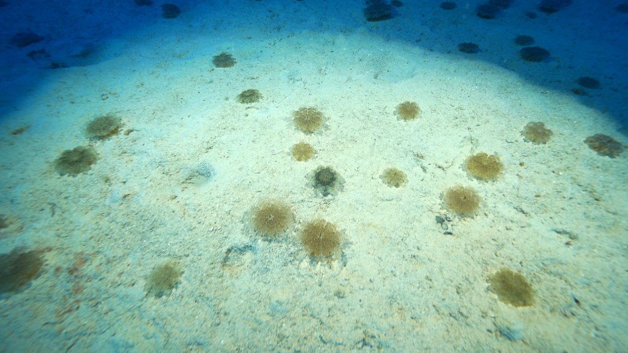 'Yakıcı denizanası' istilası: Hastanelik olabilirsiniz