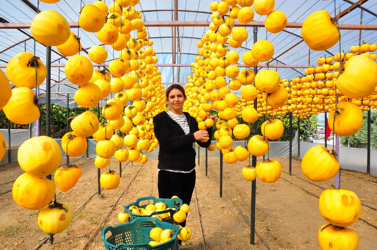 Çöpe atmayıp kuruttuğu cennet hurmasıyla 5 yılda ihracata başladı