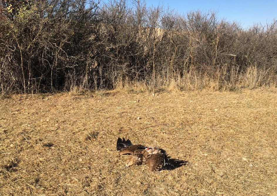 Nesli tehlike altındaki şah kartal, Ankara'da vuruldu
