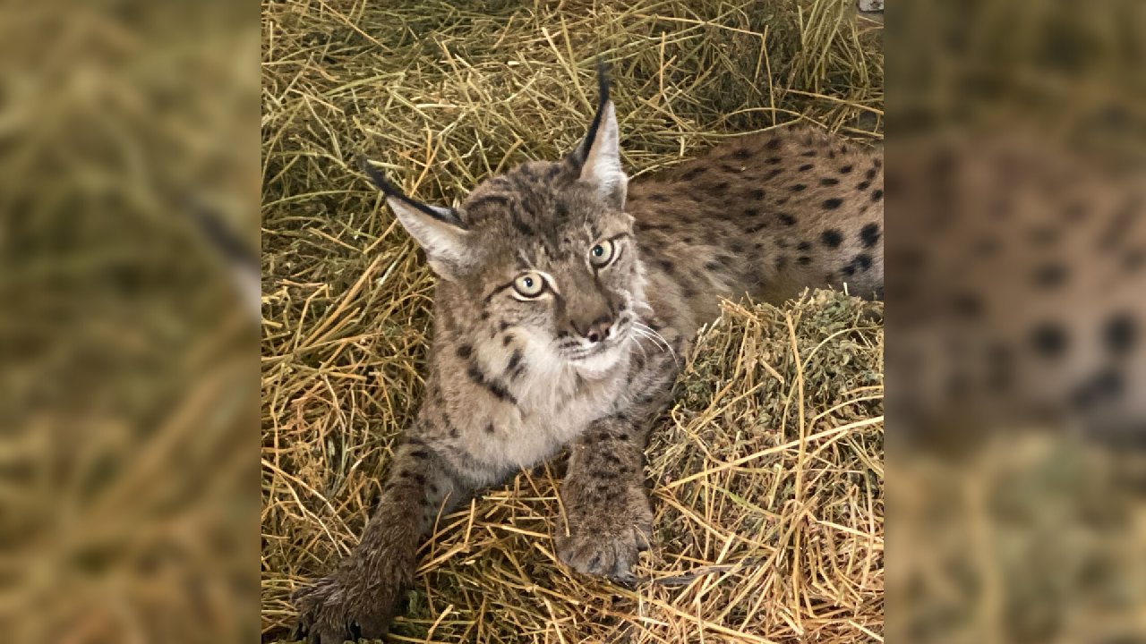 Tüfekle vurulmuş halde bulunan vaşak öldü