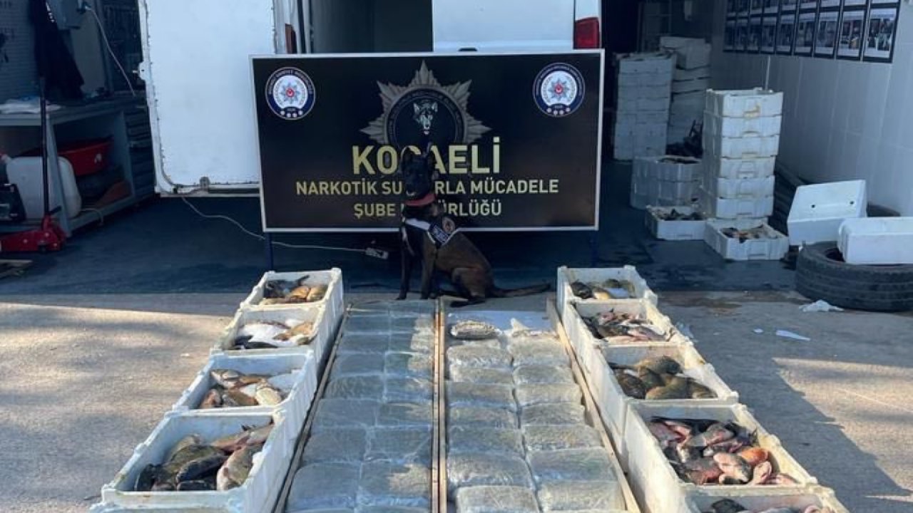 Balık yüklü kamyonette 53 kilo 'skunk' ele geçirildi