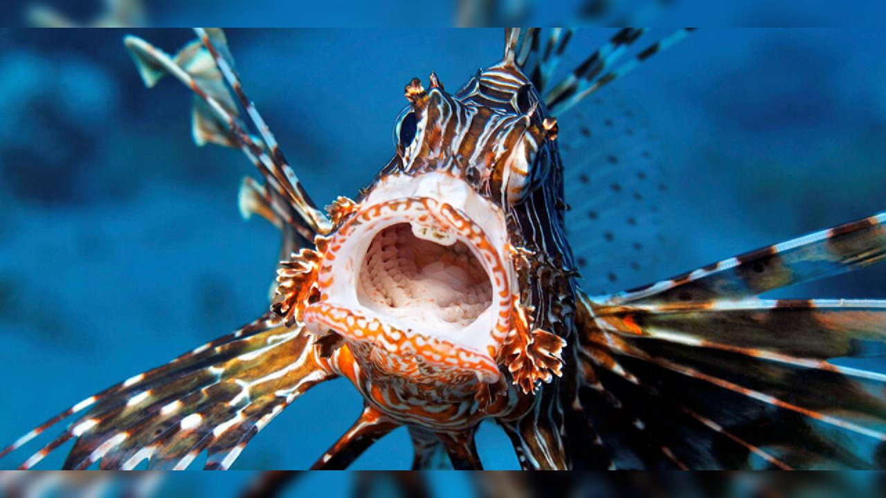 Ege'de, Kızıldeniz'in 'istilacısı' Aslan Balığı yayılıyor