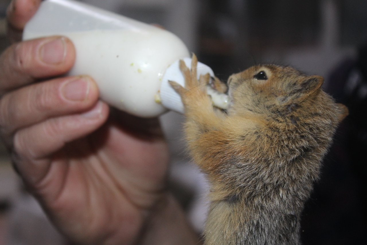 Köylüler, sincap yavrularını biberonla besliyor