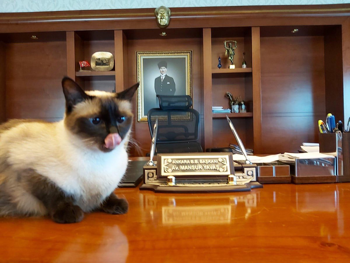 Mansur Yavaş’tan Ankara Khaleesi için açılan hesaba 'Pikaçu'lu yanıt