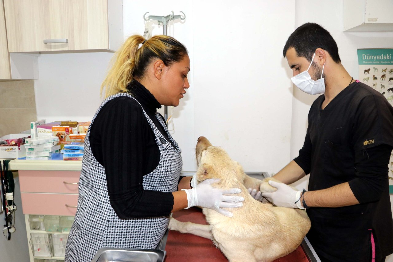 Yavru köpeğin ayağını ve kulaklarını kestiler