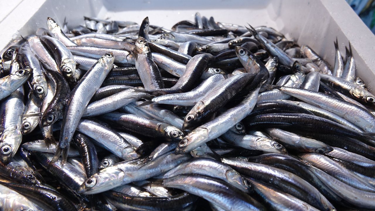 Karadeniz'de hamsi bolluğu