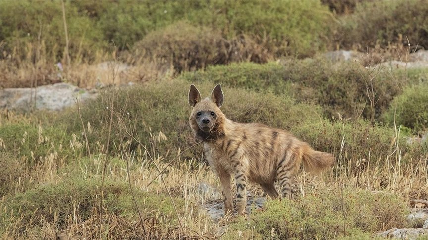 Sırtlanlarda ilk kez covid-19 tespit edildi