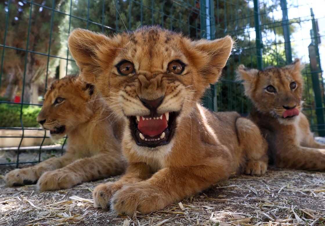 Ankara'da yırtıcı hayvan parkında 3 aslan yavrusu dünyaya geldi