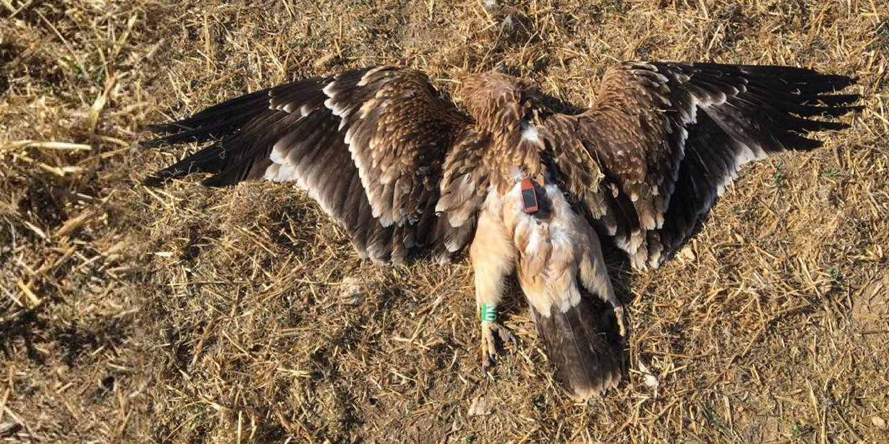 Konya ve Ankara'daki yırtıcı kuş ölümleriyle ilgili uyarı: Hepimizi etkileyecek