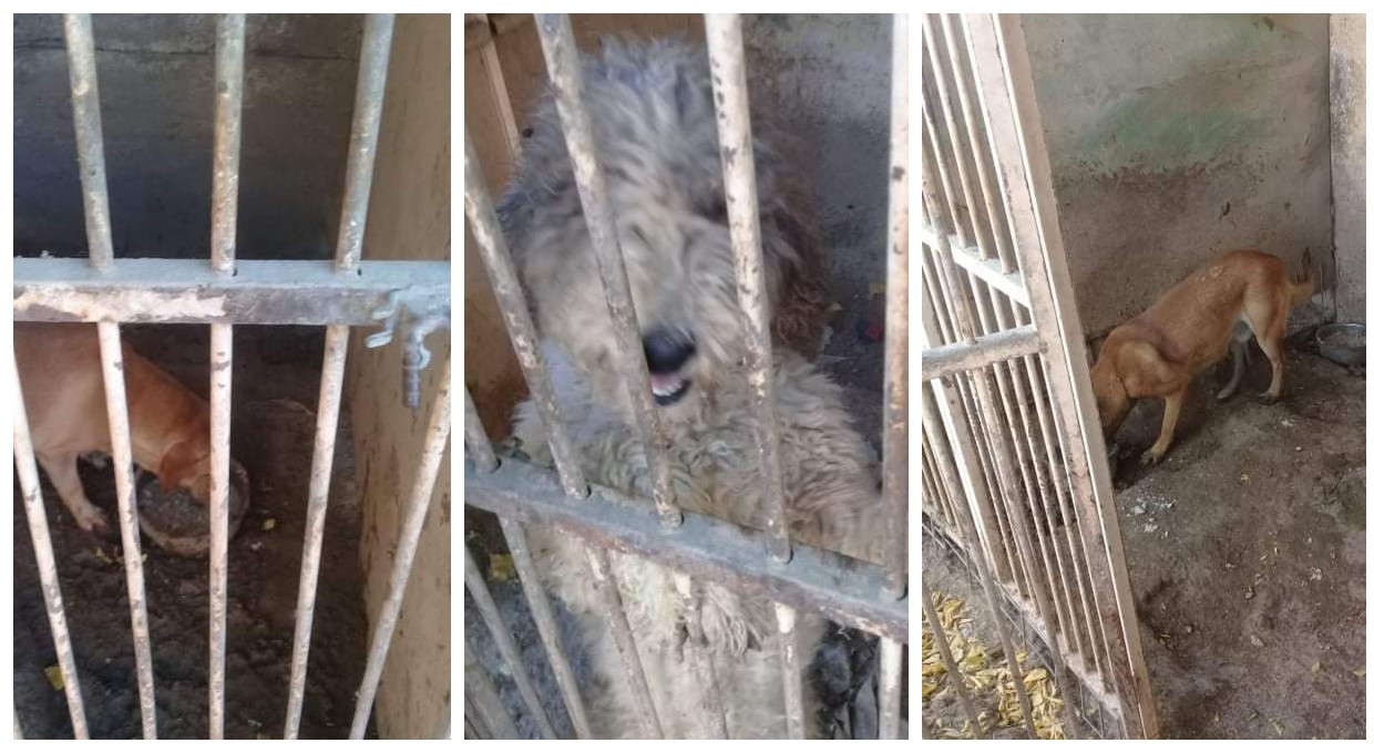 Uygunsuz koşullarda köpek besleyen veterinere 34 bin TL ceza