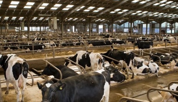 Hayvansal gıdalar için maksimum kalıntı limitleri belirlendi