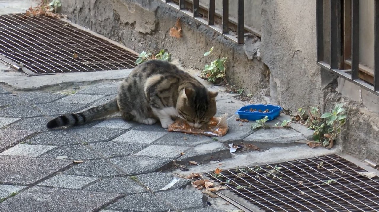 Kedilerin su kabına çamaşır suyu koyarken yakalandı