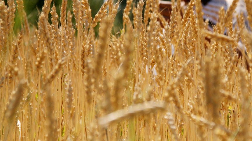 Dolar da ithalat da sınır tanımıyor: 320 bin ton arpa alınacak