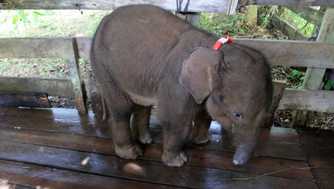 Avcıların tuzağına takılınca hortumunun yarısı kopan bebek fil öldü