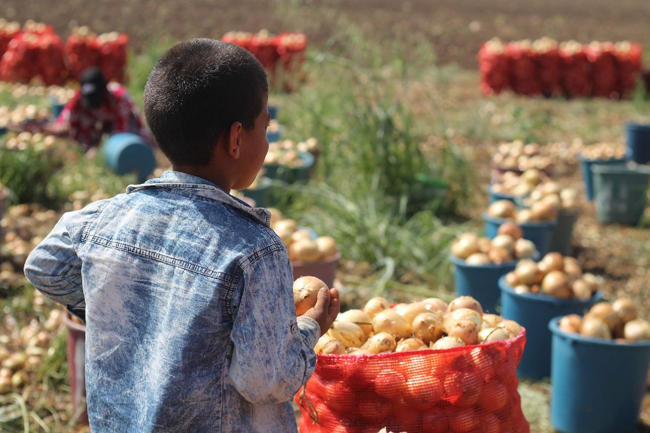 Çocuk işçi sayısı 4 yılda 8,4 milyon arttı